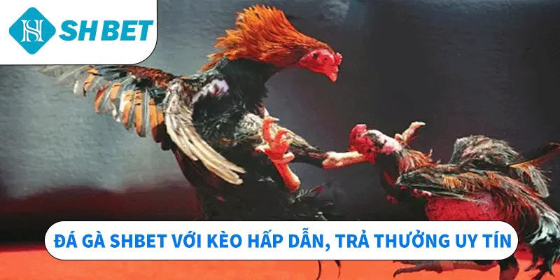 Đá gà SHBET với kèo hấp dẫn, trả thưởng uy tín